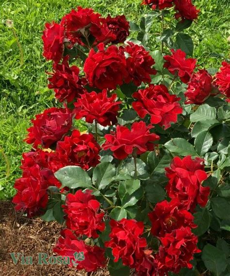 Купить Роза Индиан Раффлс (Indian's Ruffles) | VIA ROSA
