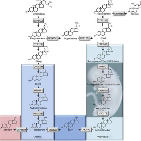 Classic and alternative pathways of steroidogenesis as proposed by ... 