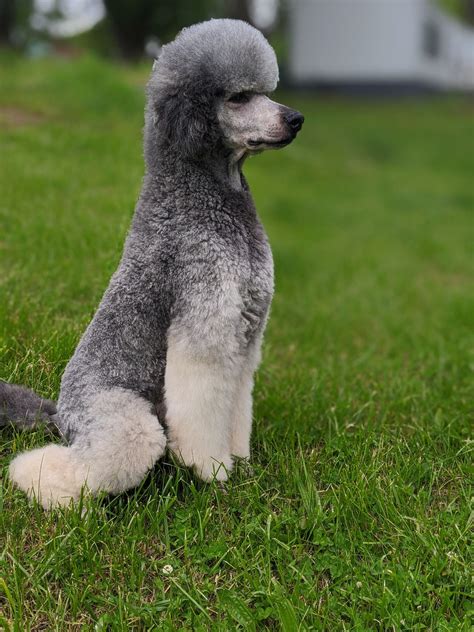 Poodle Colors? Whats Accepted? | Poodle Forum