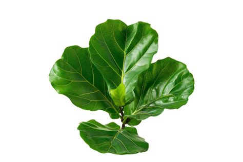 Green Fiddle Leaf Fig Leaves Isolated On Black Background 48896595 Png