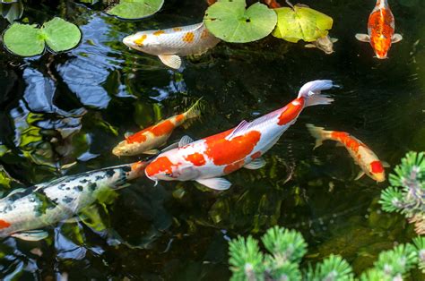 Pond Fish Breeding