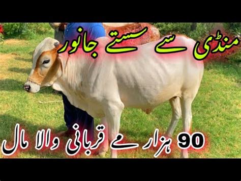 Sirf 90 Hazar Me Qurbani Ka Khubsurat Janwer Mandi Se Sasta Janwer