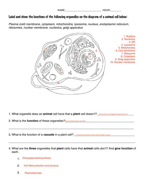 Anatomy Of A Cell Worksheet