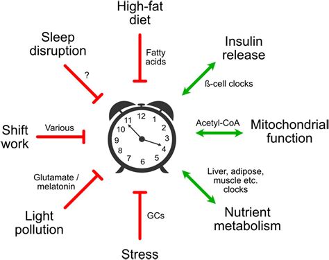 The Interplay Between Stress Circadian Clocks And Energy Metabolism In Journal Of