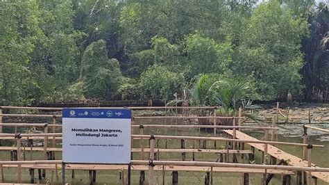 Mangrove For Jakarta Upaya Melestarikan Tanaman Bakau Di Muara Angke