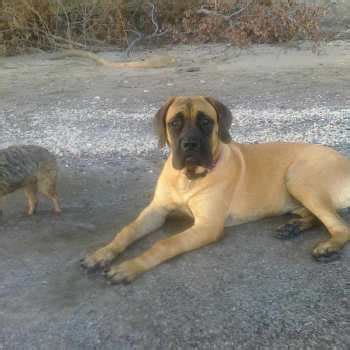 English Mastiff Puppies Training