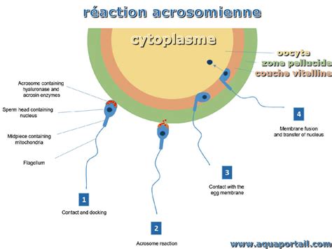 R Action Acrosomienne D Finition Et Explications