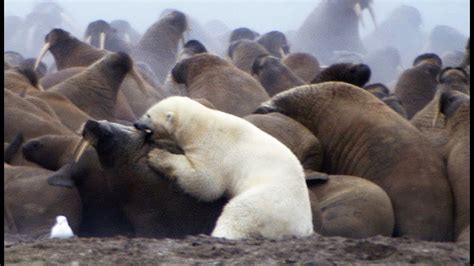 Un Ours Polaire Attaque Des Morses Zapping Sauvage Youtube