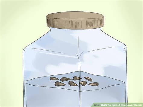 Ways To Sprout Sunflower Seeds Wikihow