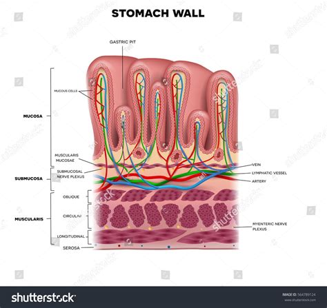 Stomach Wall Layers Detailed Anatomy Beautiful Colorful Drawing On A