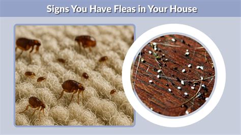 How To Get Rid Of Fleas In The House Fast And Naturally