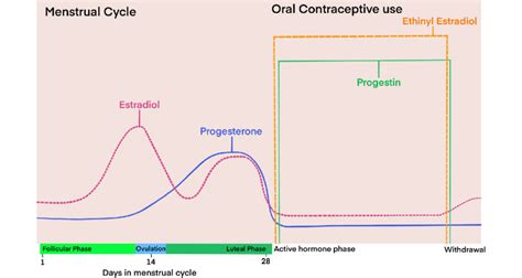 Schematic Illustration Of Circulating Levels Of Estradiol And