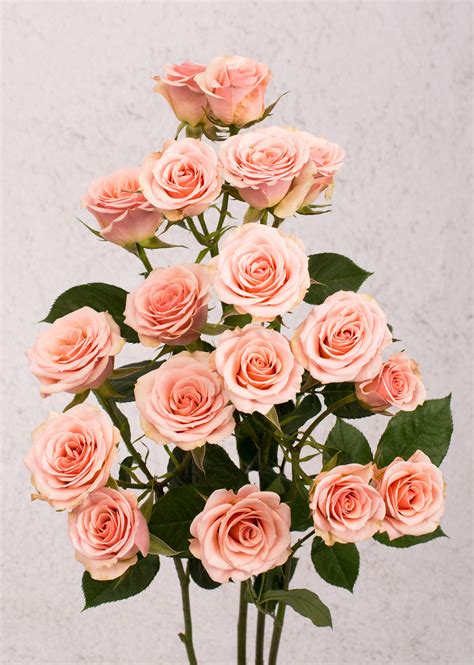 Spray Rose Ilse Light Pink Fagua Flowers