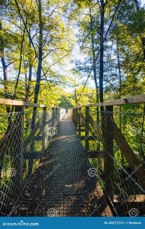 Elevated Footpath Stock Image Image Of Hill Queen Zealand 45072751