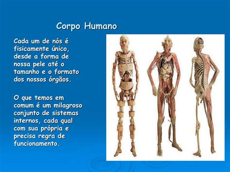 Ppt Corpo Humano Powerpoint Presentation Free Download Id6132118