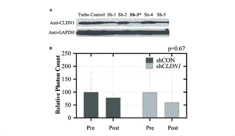 Claudin 1 CLDN1 Knockdown Inhibits Xenograft Tumor Formation In