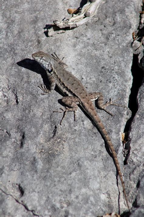 Lagartija Espinosa De Panza Azul Anfibios Y Reptiles De Guanajuato