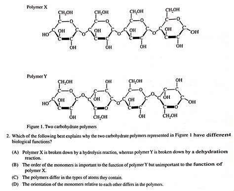 Polymer X Polymer Y Figure 1 Two carbohydrate | StudyX