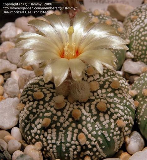 Full Size Picture Of Sea Urchin Cactus Sand Dollar Cactus Star Cactus