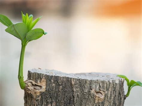 Grow A New Tree From A Stump Advice On Pruning Tree Stump Sprouts