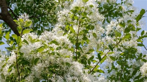 21 North American Native Flowering Trees