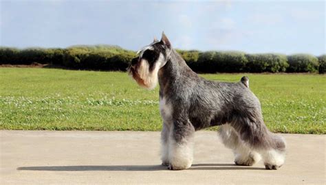 Schnauzer Morfolog A Selecci N Y Cr A Mascotas