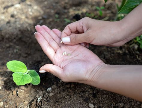 Tips For Growing Cucumbers From Seed at Guillermo Odea blog