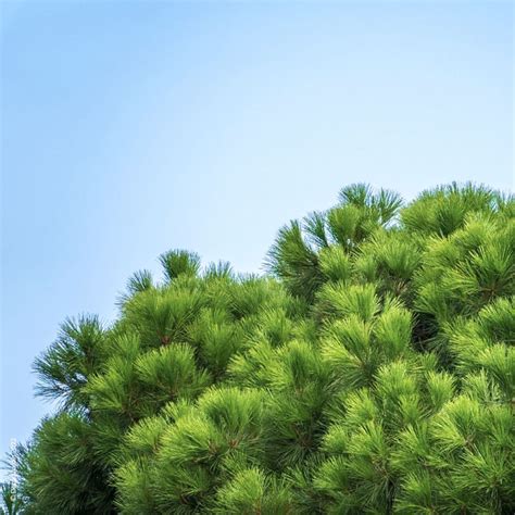 Pin Parasol Ou Pinus Pinea D Co Du Jardin Reims