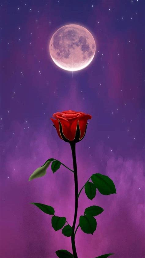 Top Purple Rose Wallpaper Full Hd K Free To Use