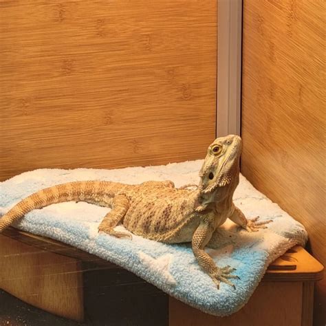 Bearded Dragon Lifespan In The Wild Captivity Learn About Nature