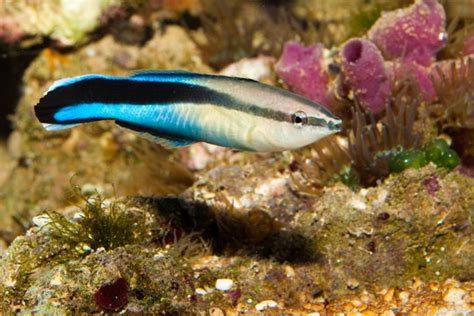 Cleanerfish Images – Browse 60 Stock Photos, Vectors, and Video | Adobe ...