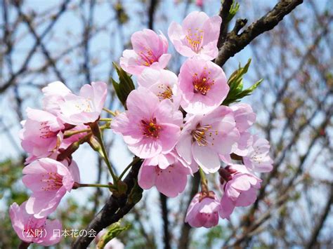 染井紅 桜図鑑｜公益財団法人日本花の会