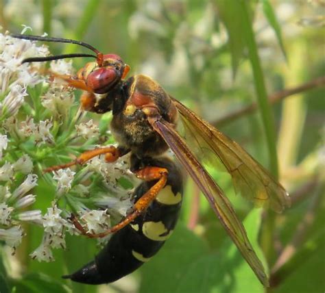 Large Wasp Sphecius Speciosus Bugguide