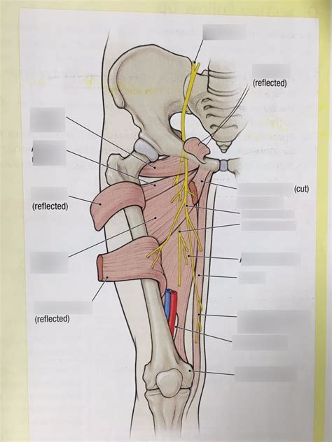 Obturator Nerve