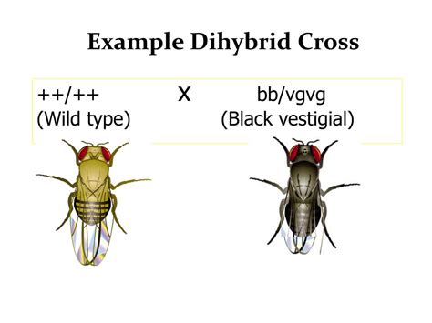 Ppt Fruit Fly Genetics Powerpoint Presentation Free Download Id 2358442