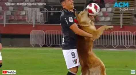 「イヤじゃ！ボールは絶対に放さない！」サッカーの試合に乱入した犬、ボールを咥えたまま退場 2023年6月19日 エキサイトニュース