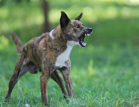 Découvrez les 5 formes d agressivité chez le chien qui vont vous