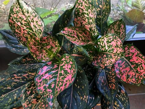 Ide 29+ Pink Aglaonema Plant