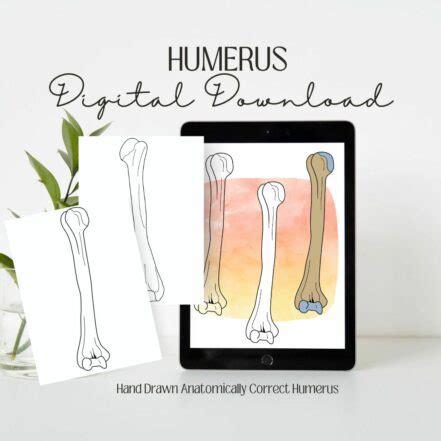 Humerus Coloring Sheet Digital Stickers Anatomical