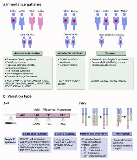 Genetic Architecture Of Autism Spectrum Disorder Asd A The Download Scientific Diagram