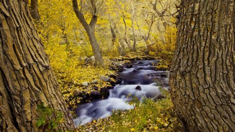 Tree River Beauty Landscape Autumn Wallpapers Hd Desktop And