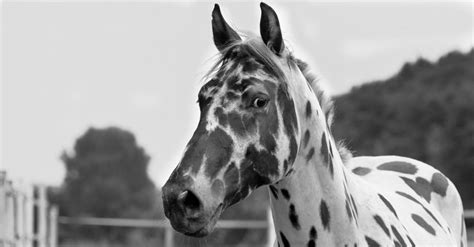 10 Horse Breeds With Spotted Coats You Need To See Pictures Facts