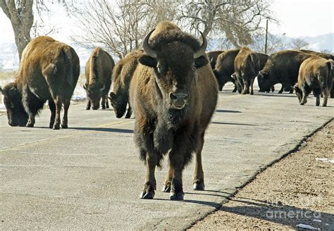 Curious Buffalo Photograph By Kelly Black Pixels