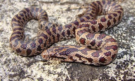 3 Types of Kingsnakes & Milksnakes in Arkansas! – Nature Blog Network