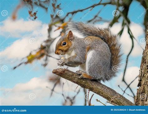 Grey Squirrel In An Oak Tree Eating An Acorn Stock Photo Image Of