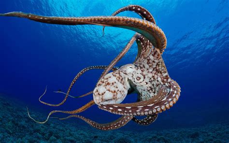 HD Octopus Wallpaper (70+ images)