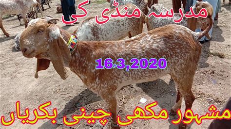 Madrasa Mandi Makhi Cheeni Goat For Sale 2020 Gabbar Dudh Wali Aur