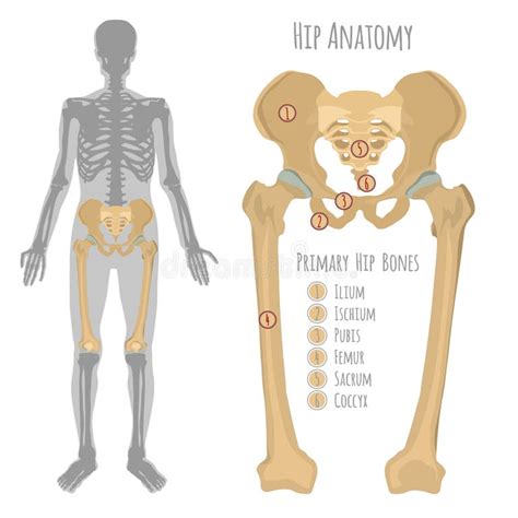 Foot Skeleton Names Bones Stock Illustrations – 19 Foot Skeleton Names ...