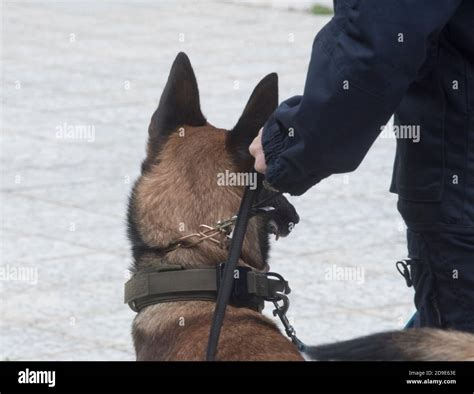 Dueño De La Mascota Llevando Al Perro Para Un Paseo En Un Correa