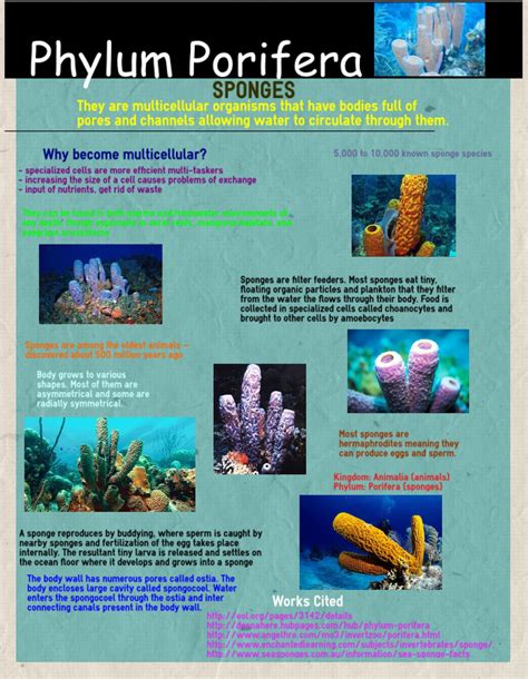 Kingdom Animalia Phylum Porifera